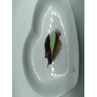 Vlinder vleugel nr 5